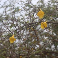 Gmelina asiatica L.