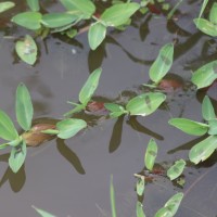 Hygroryza aristata (Retz.) Nees ex Wight & Arn.