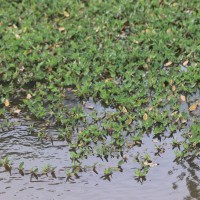 Hygroryza aristata (Retz.) Nees ex Wight & Arn.