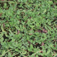 Hygroryza aristata (Retz.) Nees ex Wight & Arn.