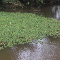 Hygroryza aristata (Retz.) Nees ex Wight & Arn.