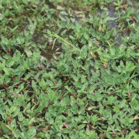 Hygroryza aristata (Retz.) Nees ex Wight & Arn.