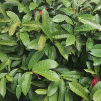 Excoecaria cochinchinensis Lour.