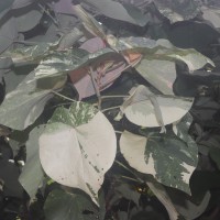 Hibiscus tiliaceus L.