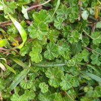 Alchemilla indica Gardner