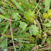 Alchemilla indica Gardner