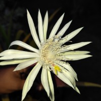 Epiphyllum hookeri Haw.