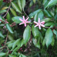 Kopsia obscura D.J.Middleton