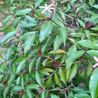 Kopsia obscura D.J.Middleton