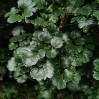 Polyscias guilfoylei (W.Bull) L.H.Bailey