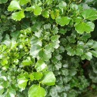 Polyscias guilfoylei (W.Bull) L.H.Bailey