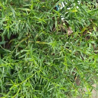 Pseudelephantopus spicatus (Juss. ex Aubl.) C.F.Baker