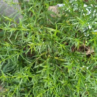 Pseudelephantopus spicatus (Juss. ex Aubl.) C.F.Baker