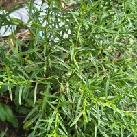 Pseudelephantopus spicatus (Juss. ex Aubl.) C.F.Baker