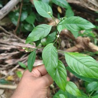 Justicia ceylanica (Nees) T.Anderson