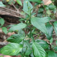 Justicia ceylanica (Nees) T.Anderson