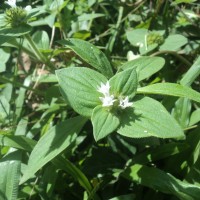 Richardia brasiliensis Gomes