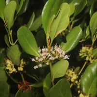 Scyphiphora hydrophylacea C.F.Gaertn.