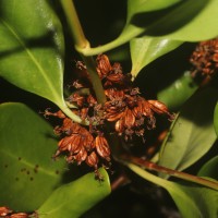 Scyphiphora hydrophylacea C.F.Gaertn.