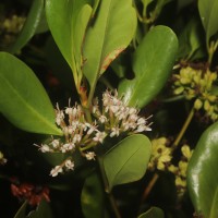 Scyphiphora hydrophylacea C.F.Gaertn.