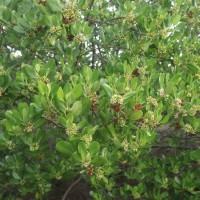 Scyphiphora hydrophylacea C.F.Gaertn.