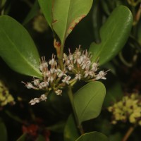 Scyphiphora hydrophylacea C.F.Gaertn.