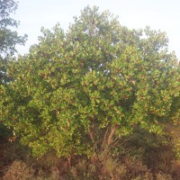 Scyphiphora hydrophylacea C.F.Gaertn.