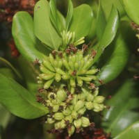 Scyphiphora hydrophylacea C.F.Gaertn.