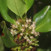 Scyphiphora hydrophylacea C.F.Gaertn.