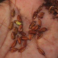 Scyphiphora hydrophylacea C.F.Gaertn.