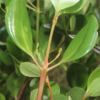 Scyphiphora hydrophylacea C.F.Gaertn.