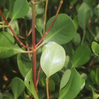 Scyphiphora hydrophylacea C.F.Gaertn.