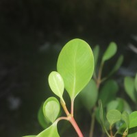 Scyphiphora hydrophylacea C.F.Gaertn.