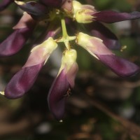 Mucuna pruriens var. utilis (Wall. ex Wight) Baker ex Burck