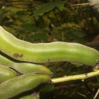 Mucuna pruriens var. utilis (Wall. ex Wight) Baker ex Burck