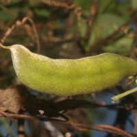 Mucuna pruriens var. utilis (Wall. ex Wight) Baker ex Burck