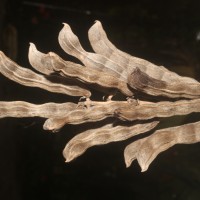 Mucuna pruriens var. utilis (Wall. ex Wight) Baker ex Burck