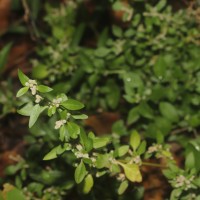 Nothosaerva brachiata (L.) Wight