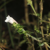 Strobilanthes anceps Nees