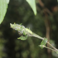 Strobilanthes anceps Nees