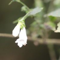Strobilanthes anceps Nees