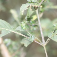 Strobilanthes anceps Nees