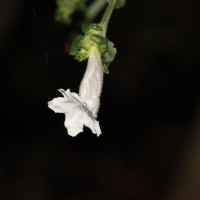 Strobilanthes anceps Nees