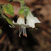 Strobilanthes arnottiana Nees