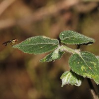 Strobilanthes arnottiana Nees