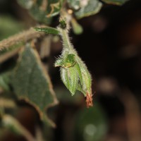 Strobilanthes arnottiana Nees