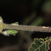 Strobilanthes arnottiana Nees