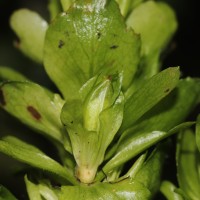 Strobilanthes calycina Nees
