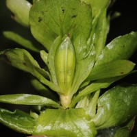 Strobilanthes calycina Nees