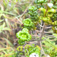 Hedyotis quinquinervia Thwaites